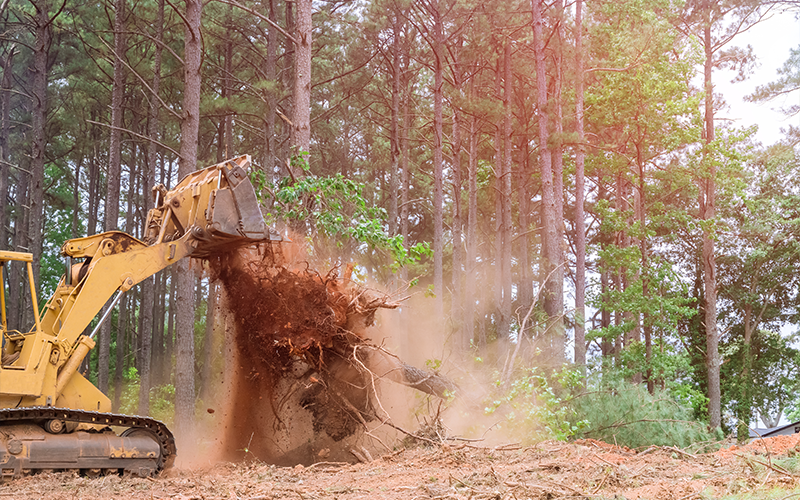 Lot Clearing in Atascocita example 8